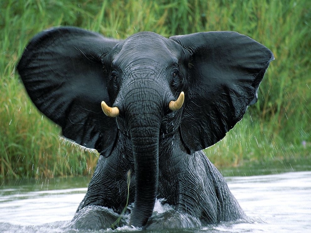 水中的大象