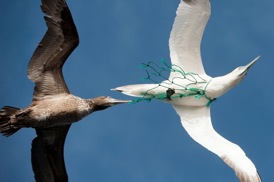 就像照片中的這一隻，海鳥都有可能被漁網困住。有一項新研究顯示，如果漁網閃著綠色燈光，鸕鶿就會被嚇跑。PHOTOGRAPH BY PIERRE GLEIZES, REA/REDUX