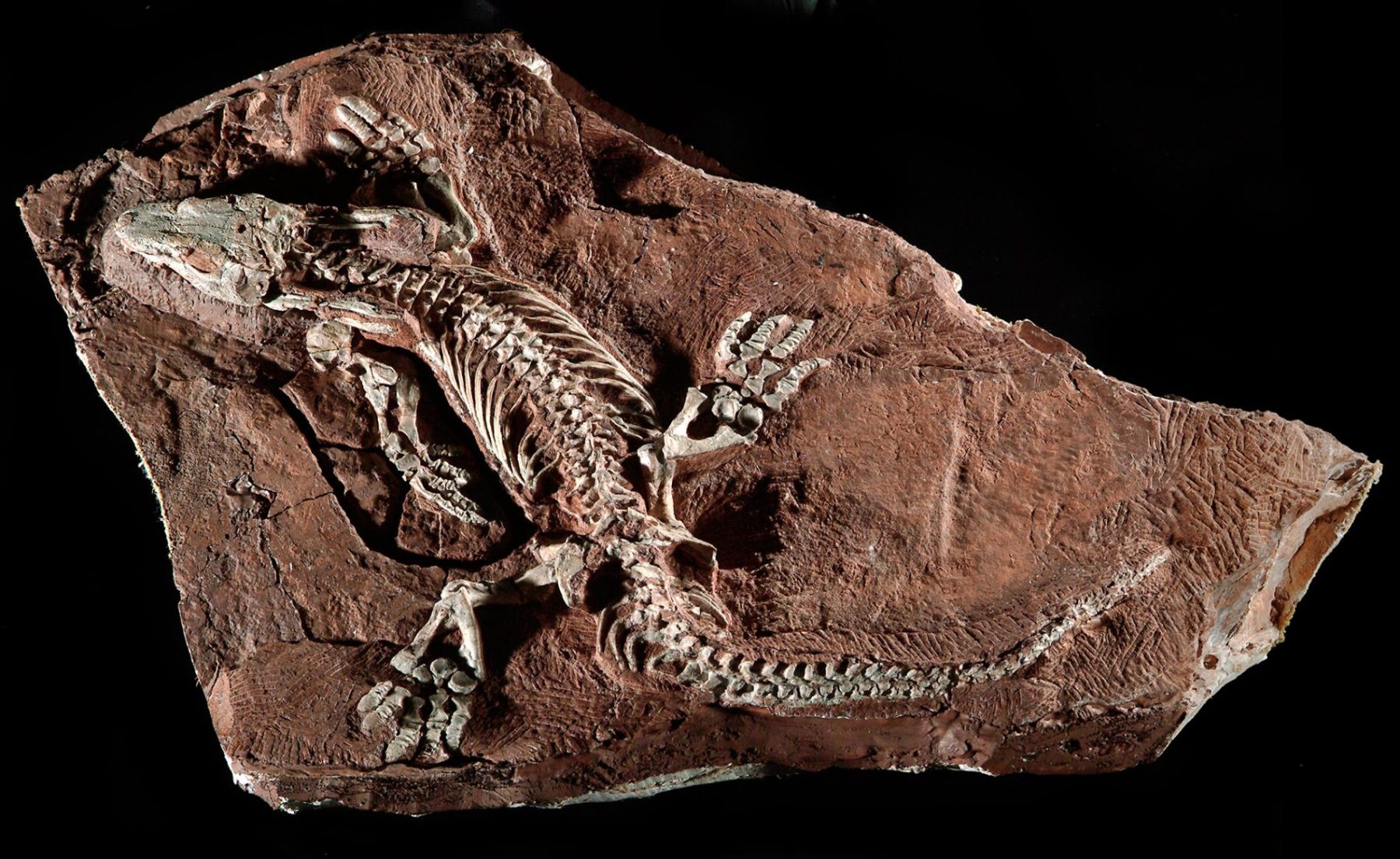 德國發現這具驚人完整的<i>Orobates pabsti</i>化石。PHOTOGRAPH BY PHIL DEGGINGER / ALAMY STOCK PHOTO