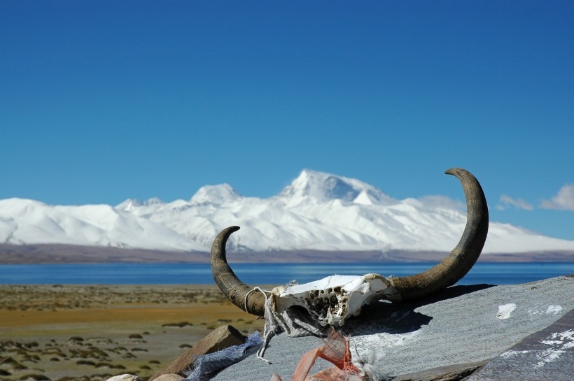 探索青藏高原的生命禁區（Sponsored）