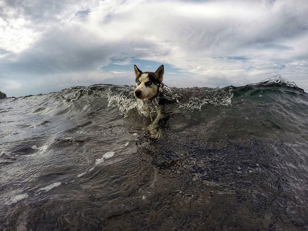 狗爬式衝浪