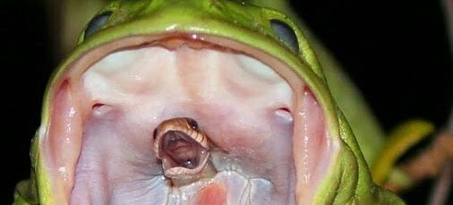 蛙吞蛇：自然界最獵奇的二重唱？