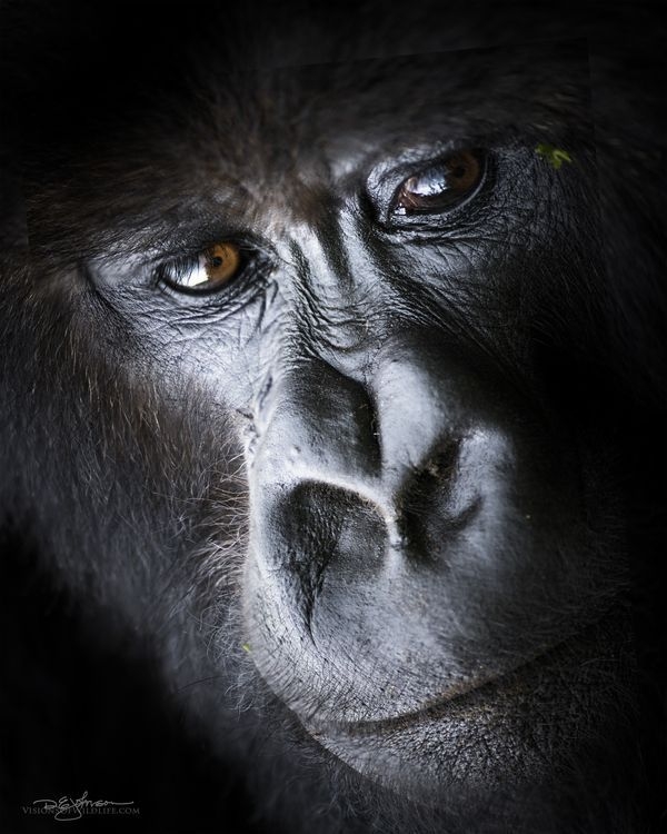 年輕大猩猩的肖像
