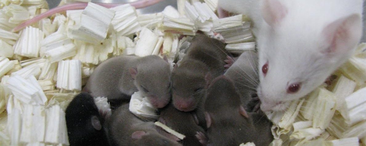 產出這些新生小老鼠的精子，在國際太空站上待了大約九個月。/ PHOTOGRAPH BY TERUHIKO WAKAYAMA