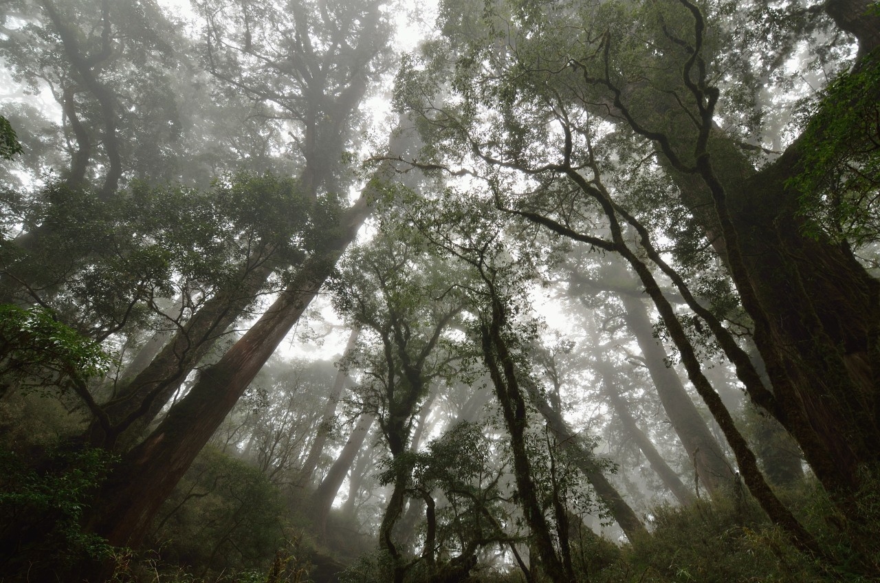 中央山脈核心區 發現百株紅檜巨木群