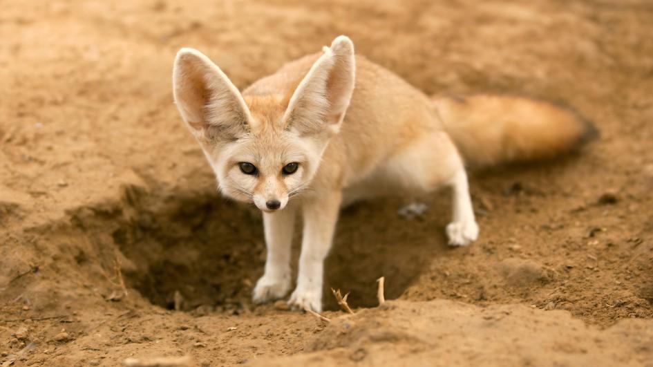 【動物好朋友】大耳狐(Fennec fox)
