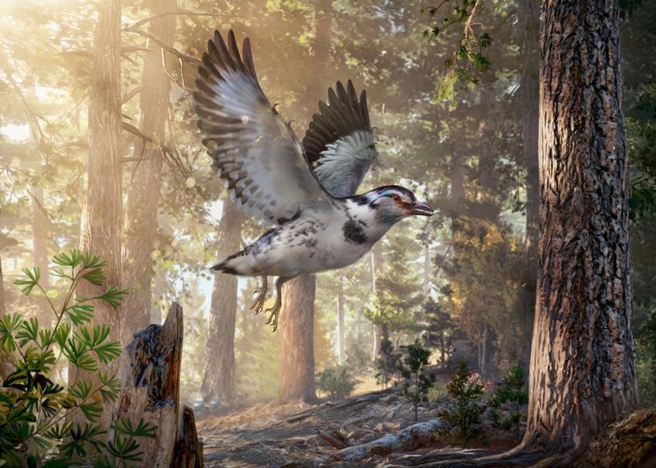 發現恐龍時代的「混亂」新種鳥類