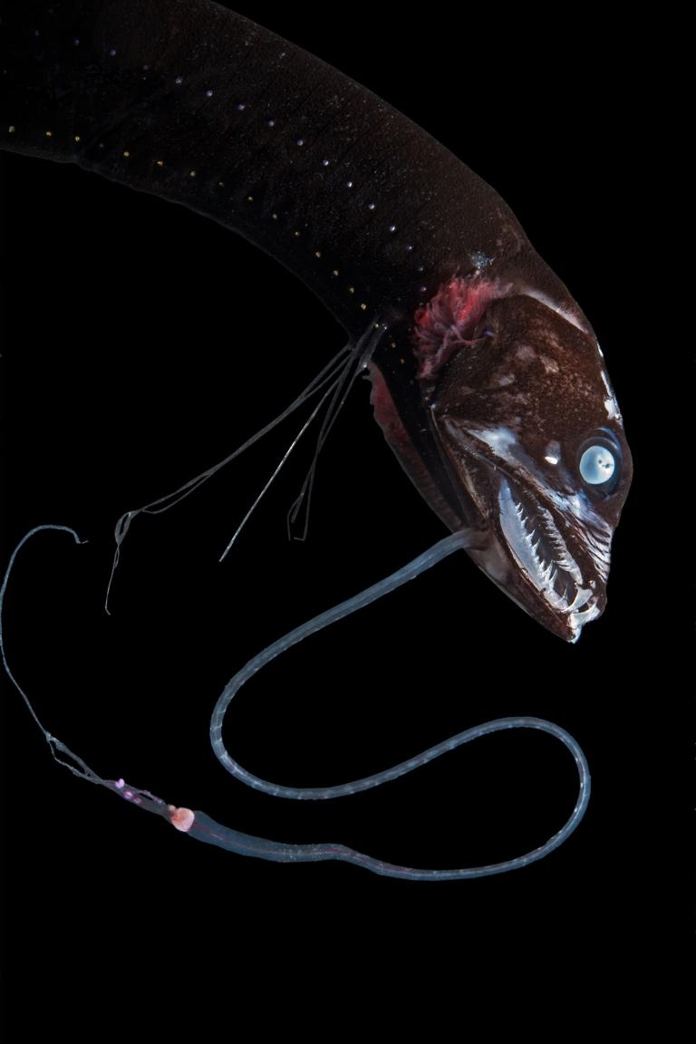深海魚怎麼可以那麼「暗黑系」？