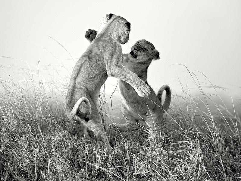 兄弟鬩牆：打鬥的幼獅