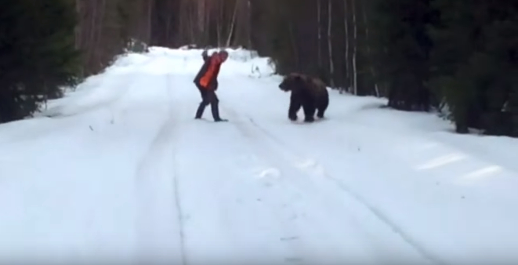 面對棕熊攻擊：瑞典男子的逆襲