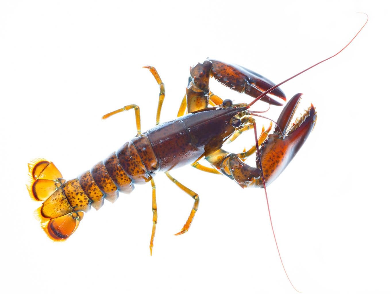  PHOTO: JERRY MONKMAN, MYN/NATURE PICTURE LIBRARY