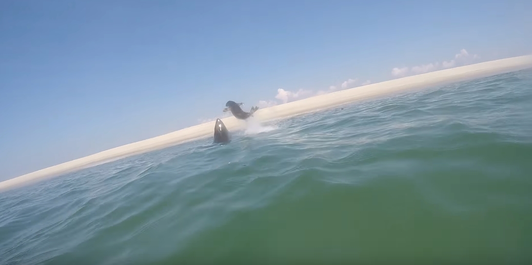 破水而出：大白鯊在科德角追捕海豹