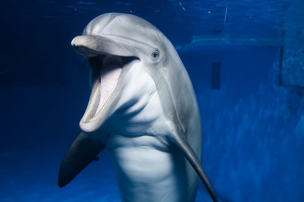 美國國家水族館可能將關閉海豚展覽