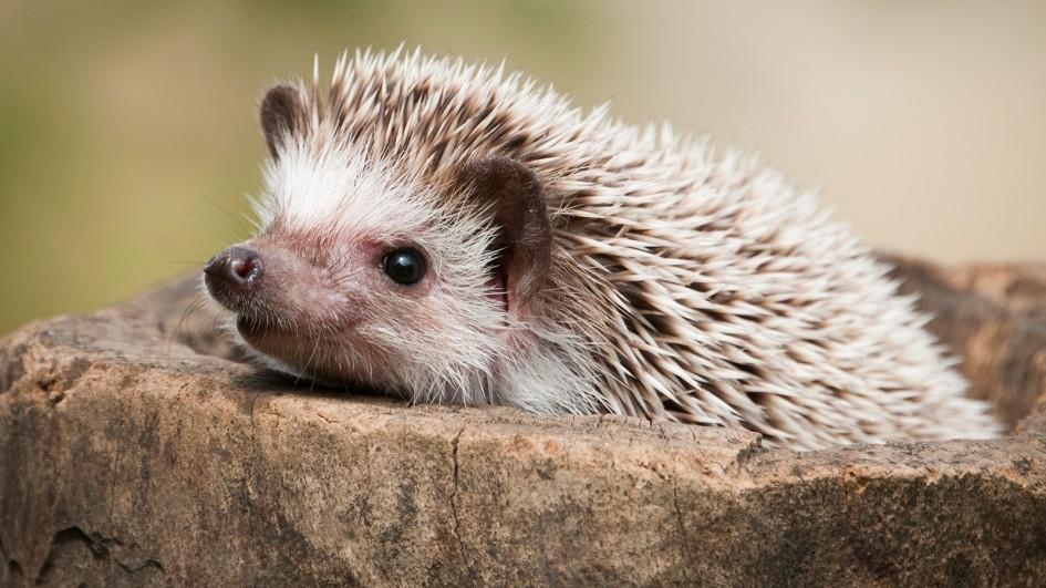 【動物好朋友】刺蝟(Hedgehog)