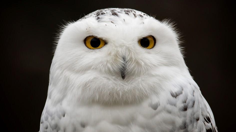 【動物好朋友】雪鴞(Snowy owl)