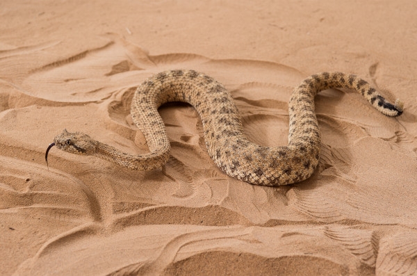 蛇輕鬆爬上沙丘的祕密