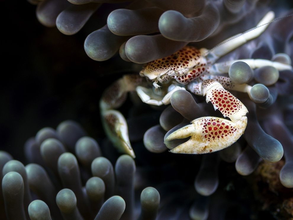 海葵居客：瓷蟹