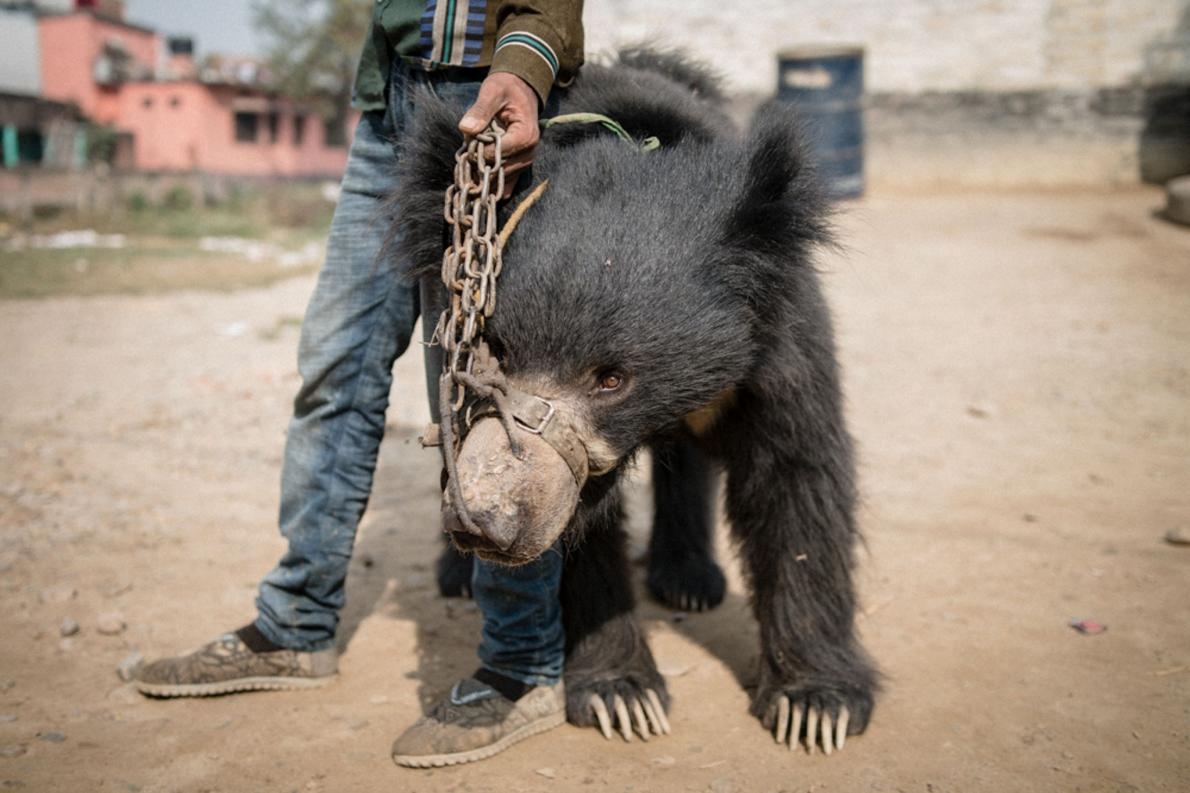 尼泊爾最後已知的跳舞熊獲得救援