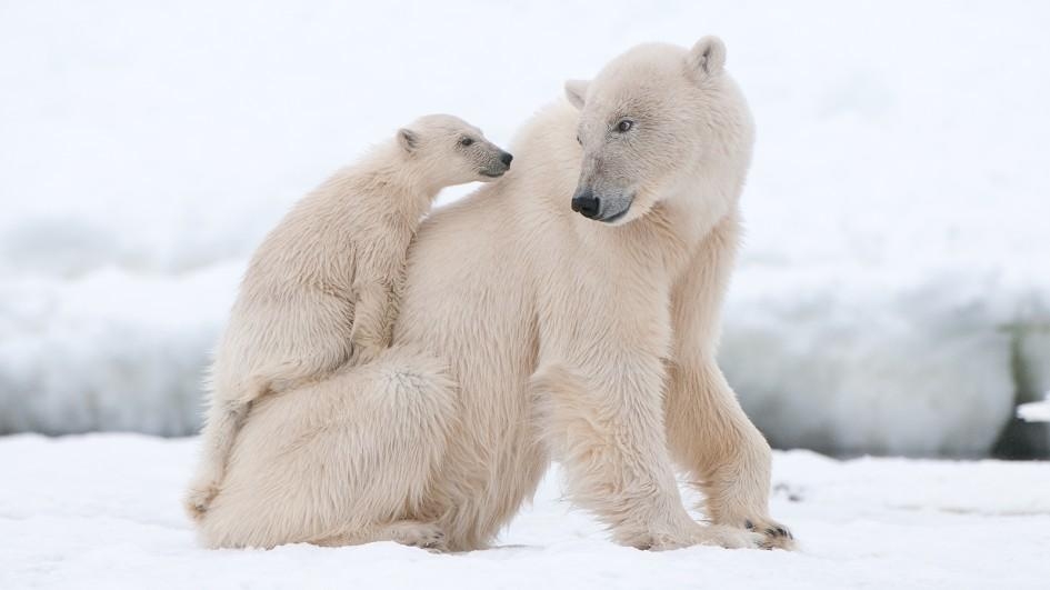 動物好朋友 北極熊 Polar Bear 國家地理雜誌中文網