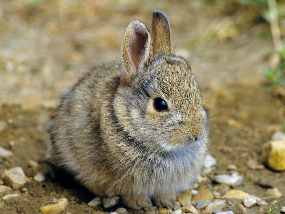 「兔」和「野兔」有什麼差別？