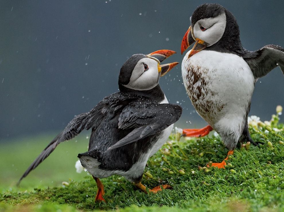 大西洋海雀：巢穴之爭