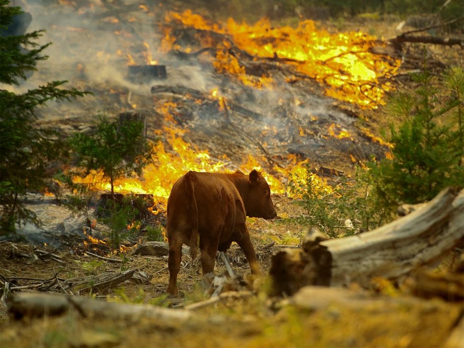 野火燒屁股時，野生動物會做什麼？