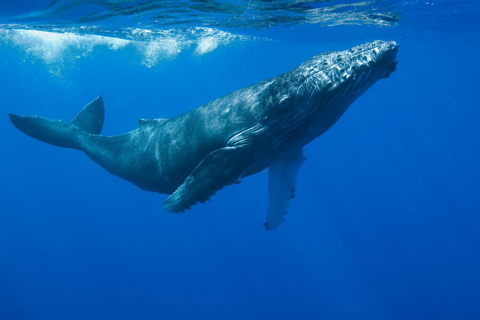 鯨魚如何被人類搞得壓力很大？答案藏在牠們的耳垢裡