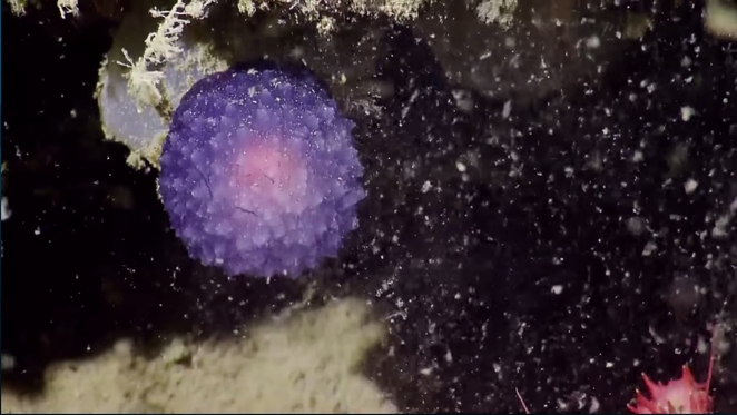 這團紫色軟綿綿的海底生物究竟是？