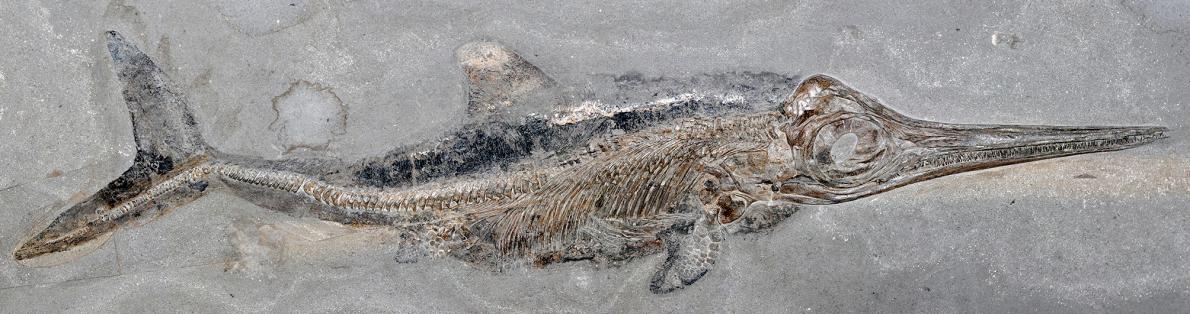 德國霍爾茨馬登的頁岩採石場出土過許多1億8000萬年前的海洋生物化石，其中包括上千具長得像海豚的爬行動物魚龍，例如這隻狹翼魚龍亞成體。現在，學者正在分析另一具來自霍爾茨馬登的狹翼魚龍樣本，且首度發現了化石化的海獸脂。PHOTOGRAPH BY BENJAMIN KEAR