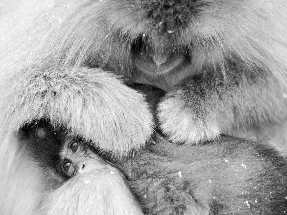 雪猴泡湯：梳理幼猴