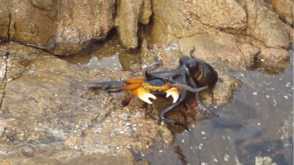 影片：章魚偷襲螃蟹