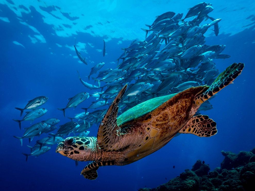 潛水夫之眼：海龜與鰺