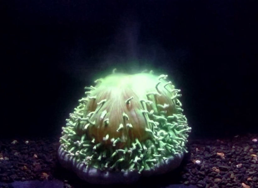 驚悚直擊珊瑚白化動態過程