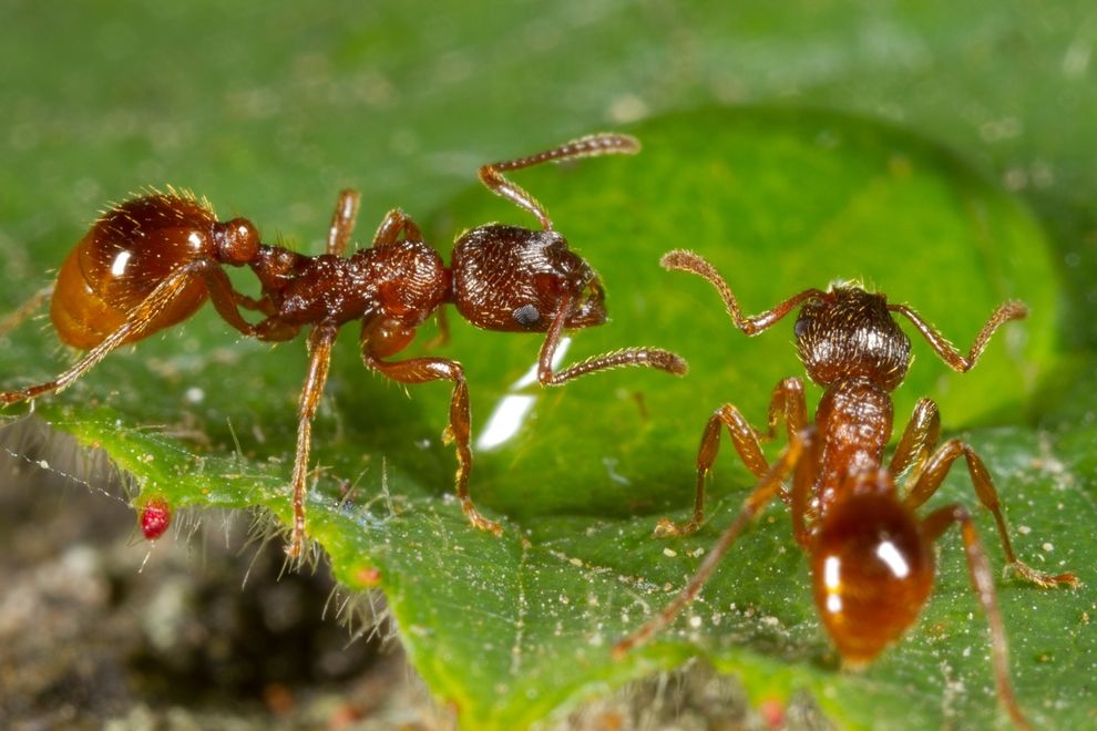 為了活命，螞蟻丟掉死亡的同伴- 國家地理雜誌中文網