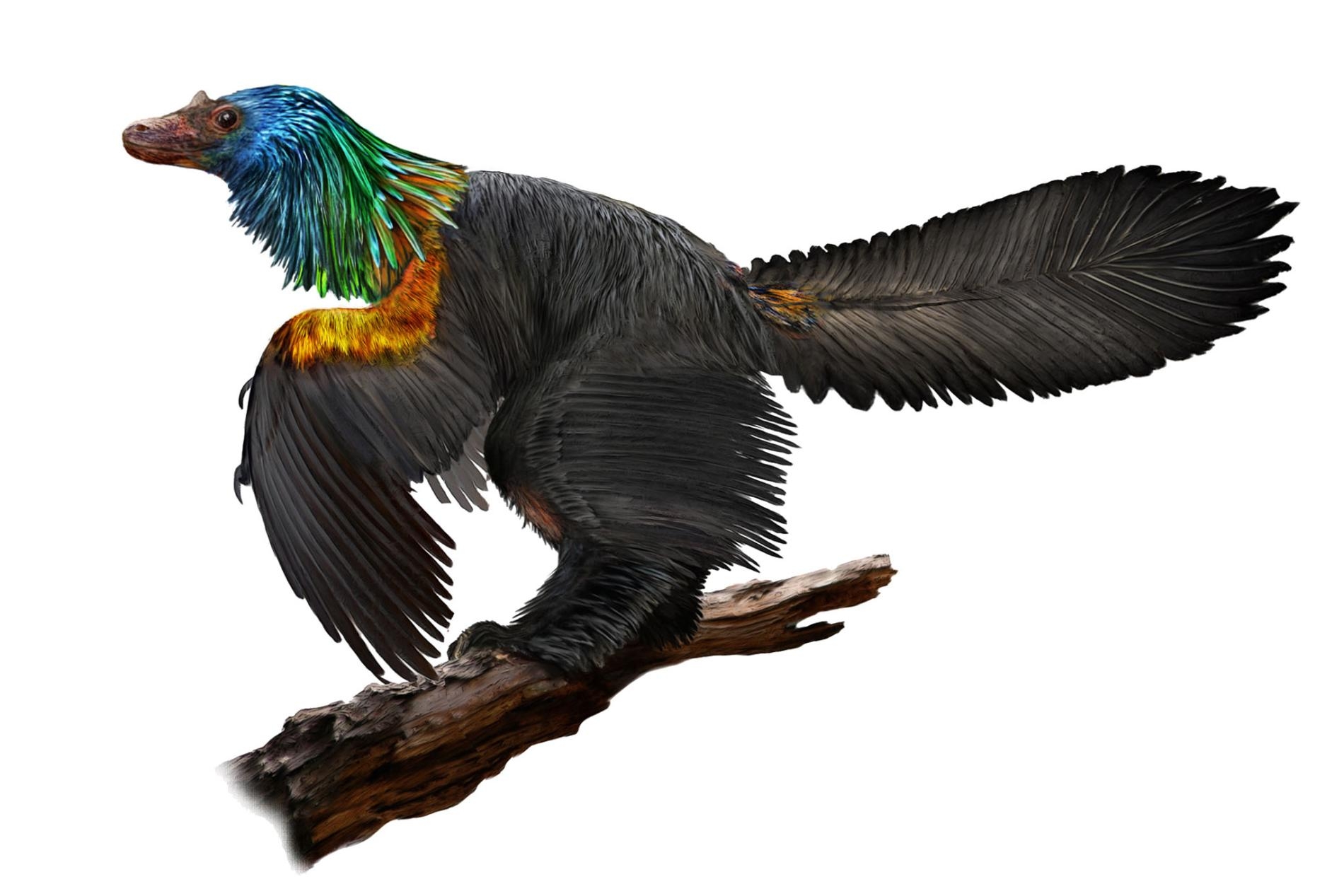 新發現的「彩虹」恐龍可能曾如蜂鳥般耀眼