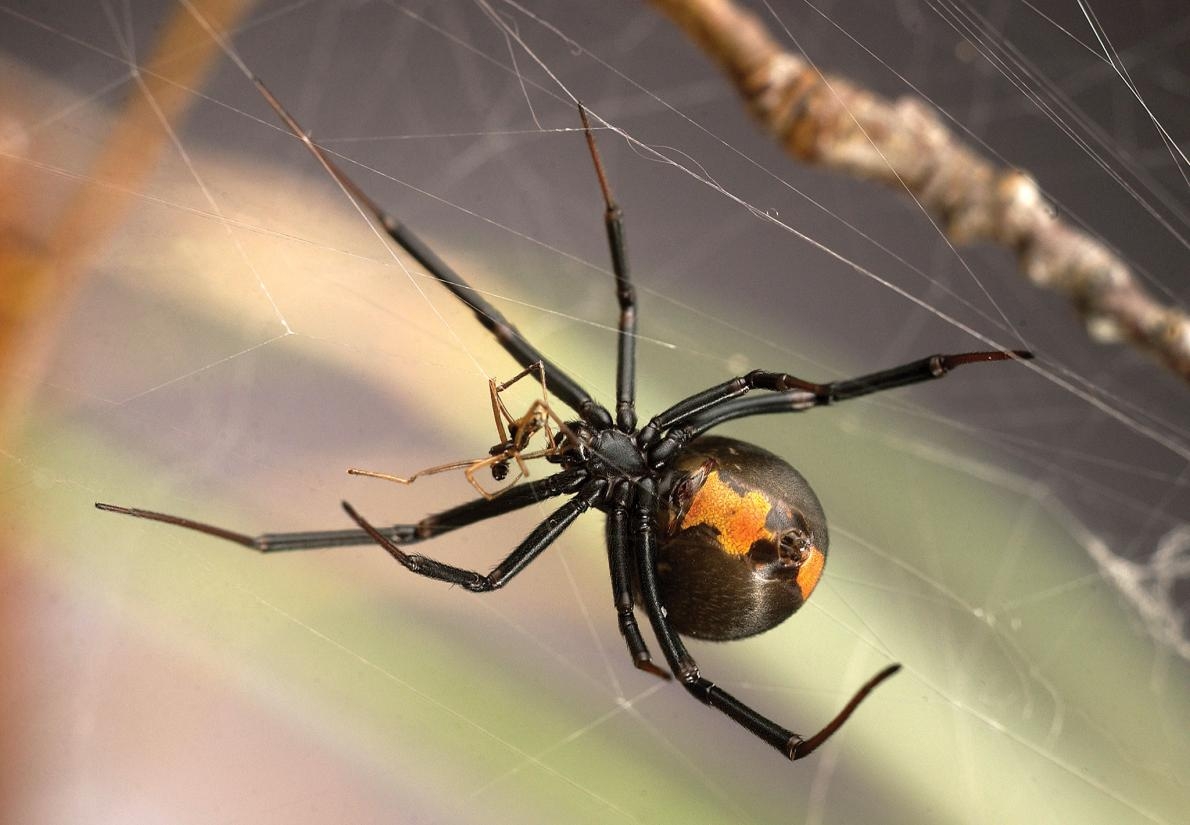 牡丹花下死 雄寡婦蜘蛛可不這麼想 國家地理雜誌中文網