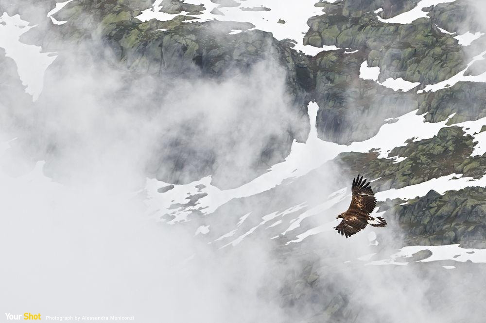 阿爾卑斯山上的金鵰