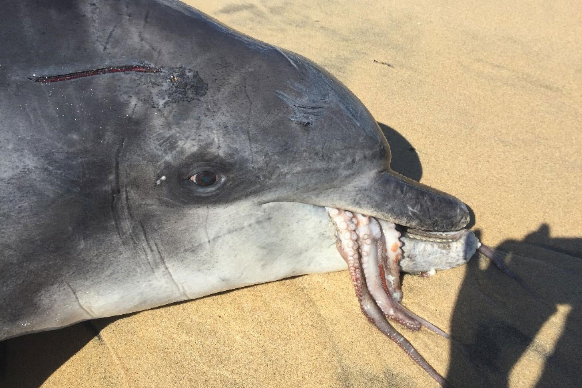 「不要一次吃太大口！」首次發現海豚被章魚噎死