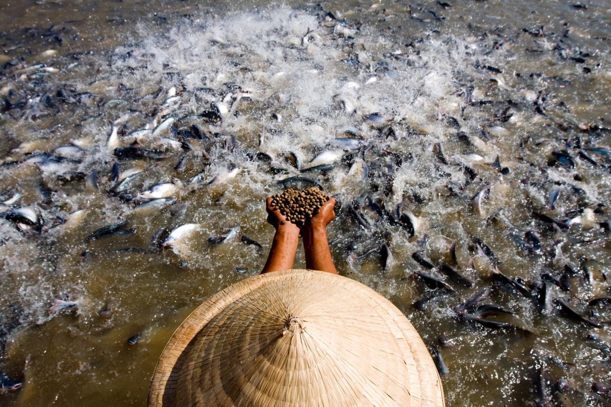 在越南龍川市 （Long Xuyen）一家鯰魚養殖場的餵食時間，數千條低眼巨鯰（<i>Pangasius hypophthalmus<i>）競相浮出水面的盛況。像這樣大的鯰魚在野外已經不多見了。PHOTOGRAPH BY JUSTIN MOTT, REDUX
