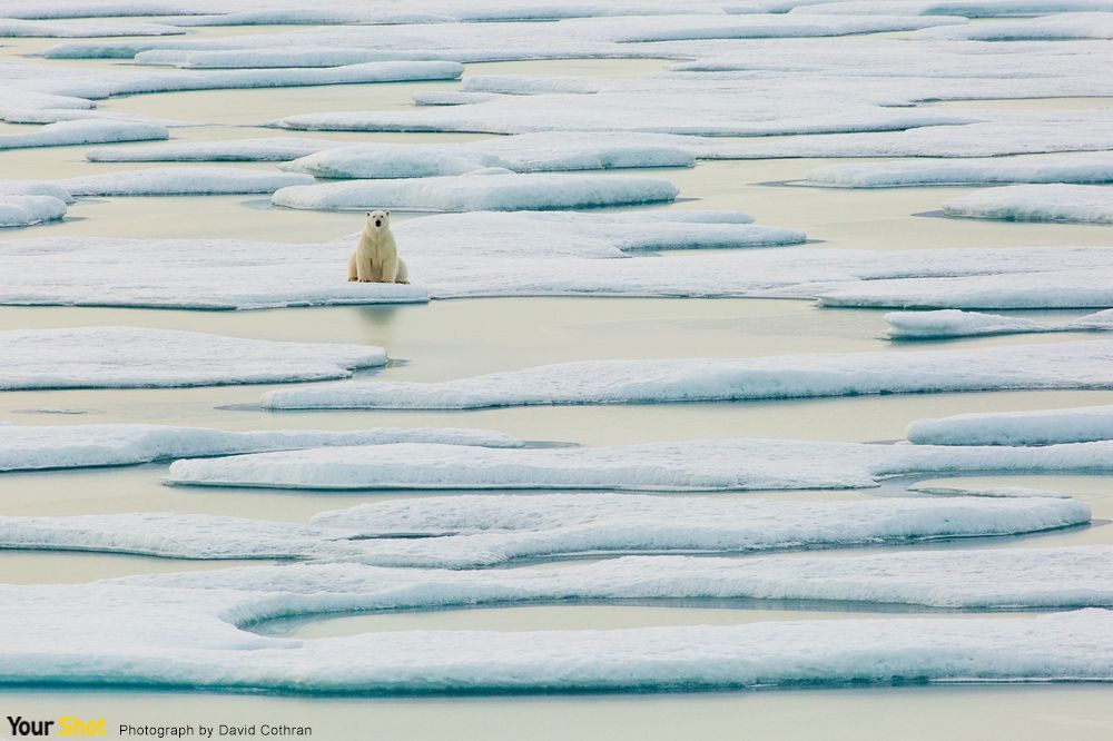 北極熊在融化的冰上