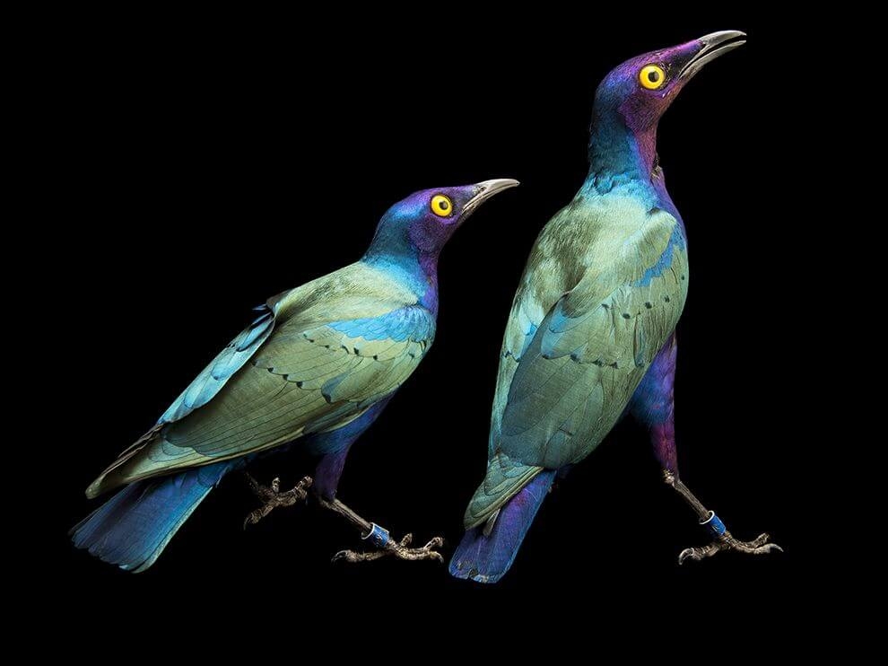 紫色輝椋鳥