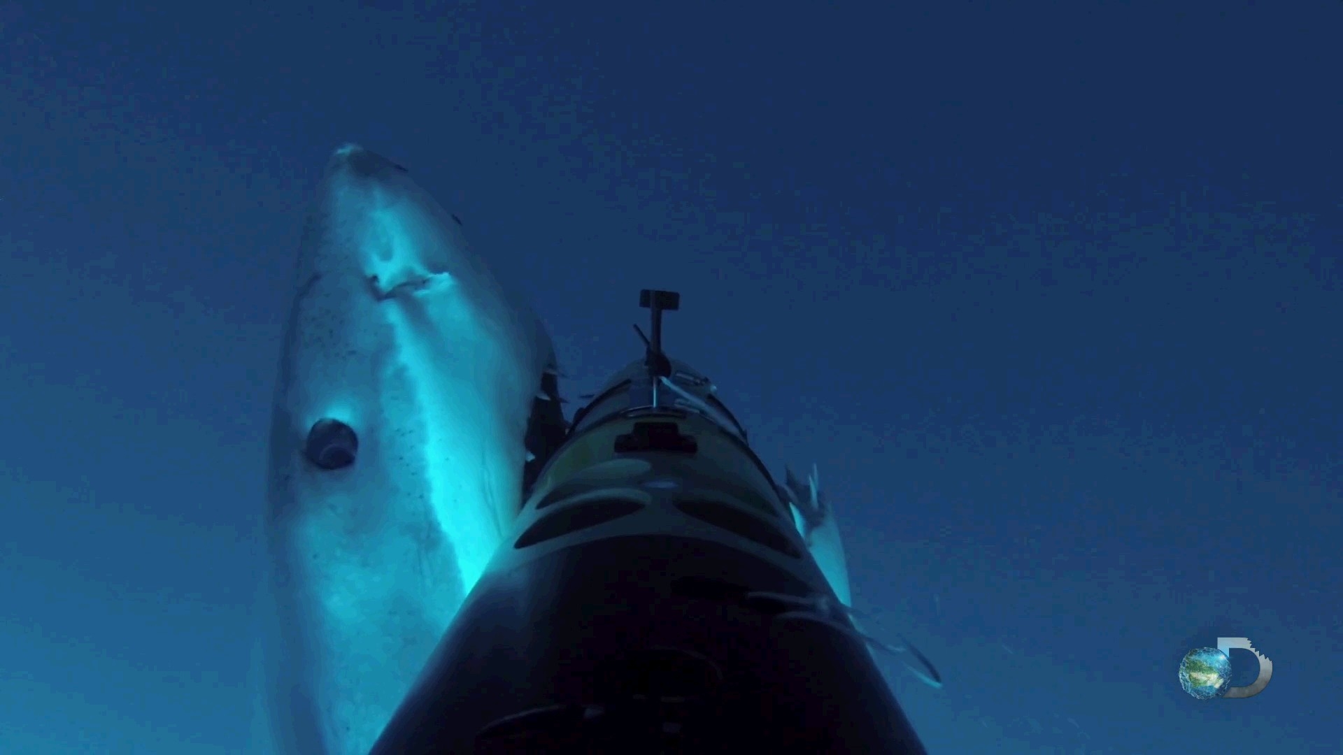 影片：大白鯊攻擊事件