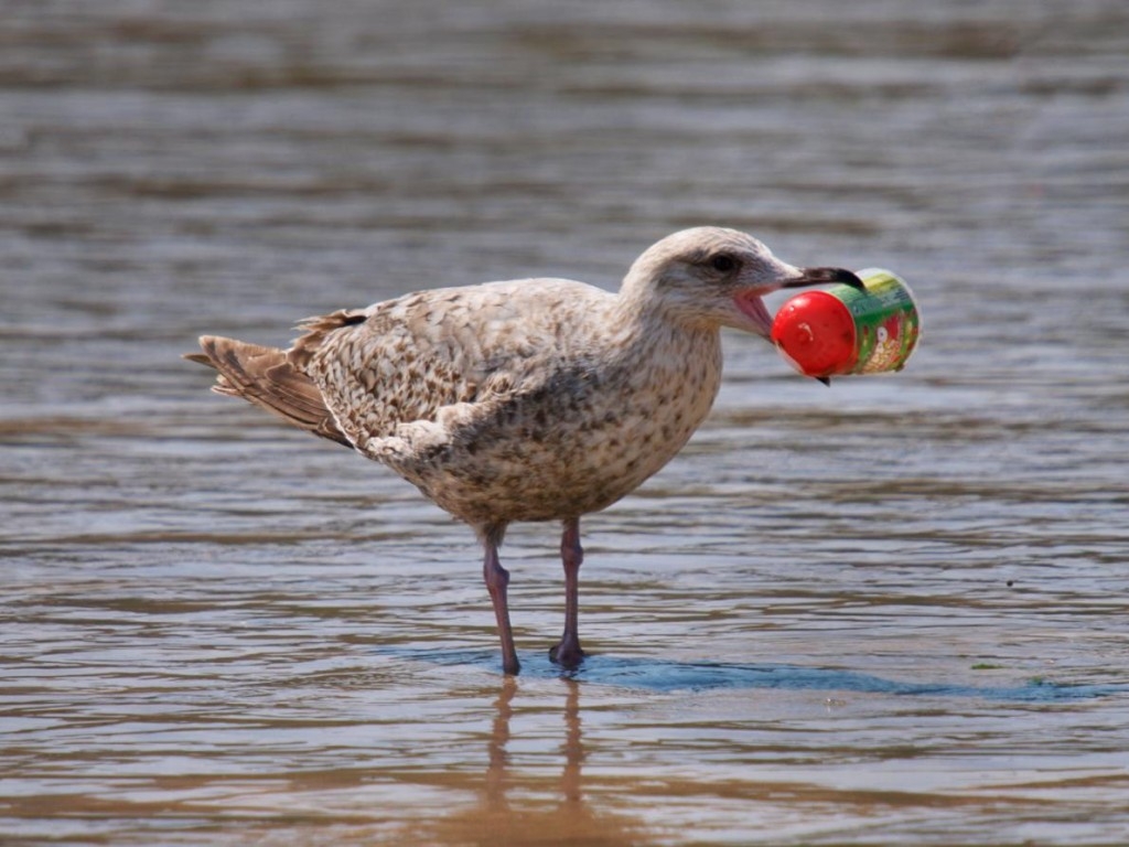 塑膠垃圾危害海鳥生存