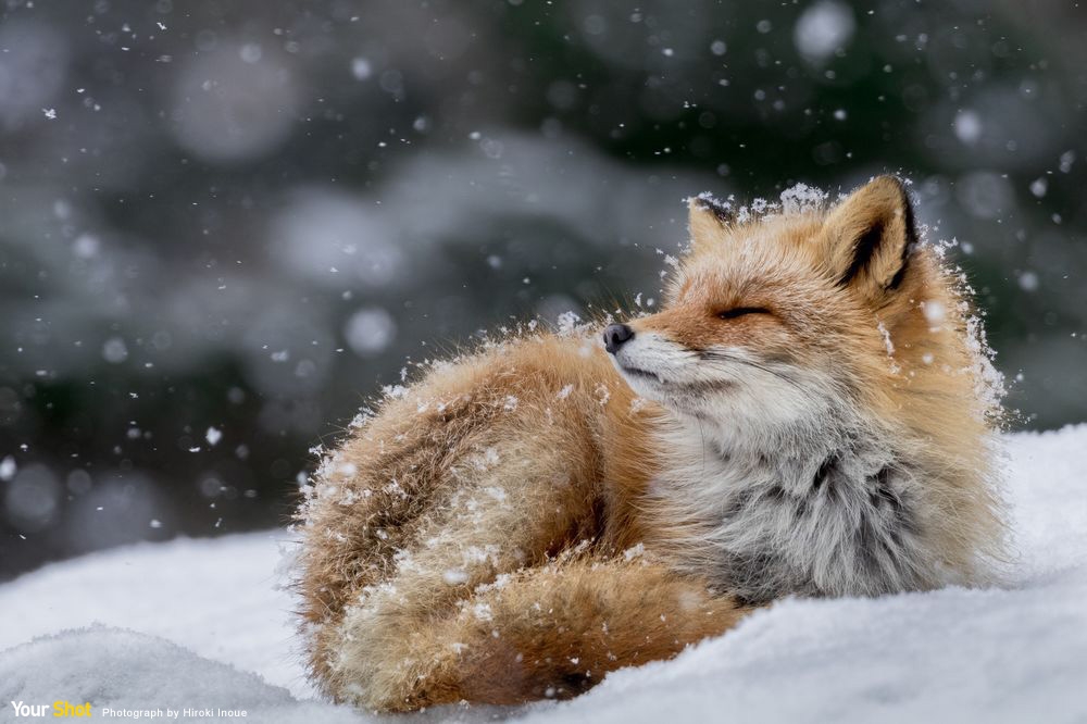 雪中狐狸