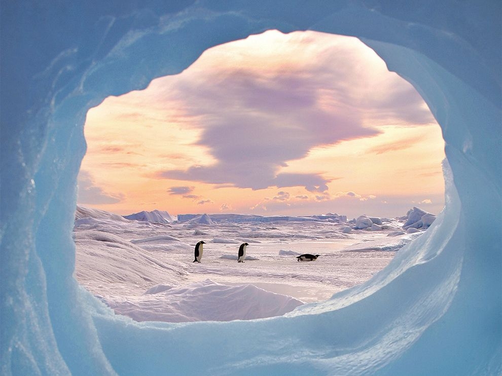 別有洞天：南極企鵝