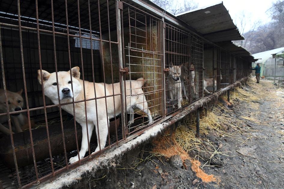 南韓判決「為肉殺狗」非法，但爭議仍在……