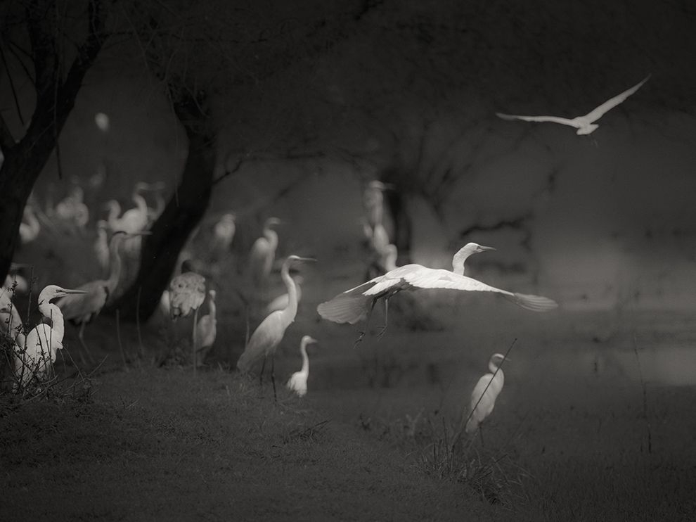 夢幻時分：巴拉特浦的鳥群
