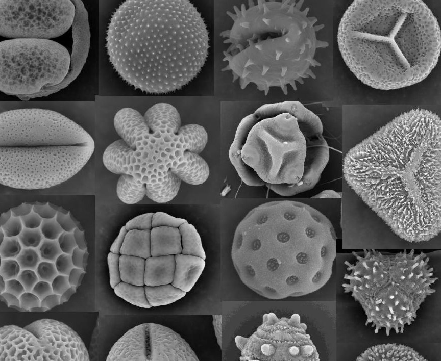 植物萬花筒：顯微鏡下的花粉與孢子