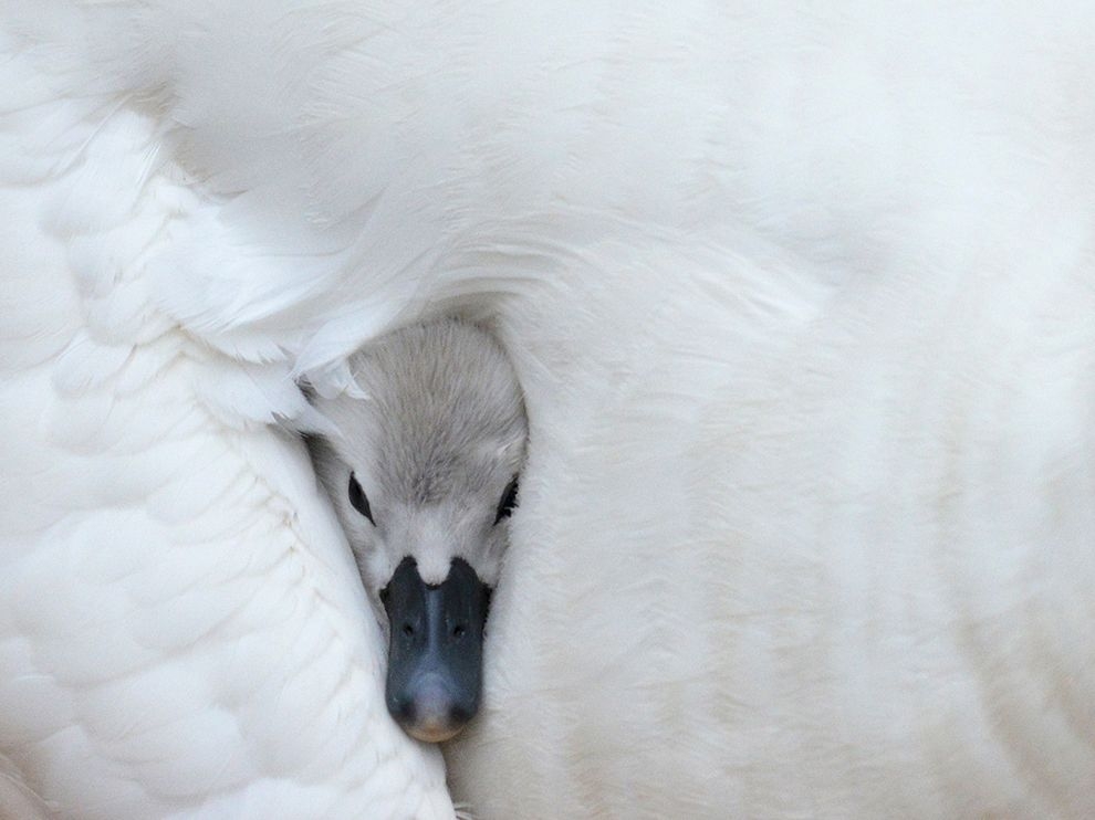 溫暖懷抱：天鵝幼雛