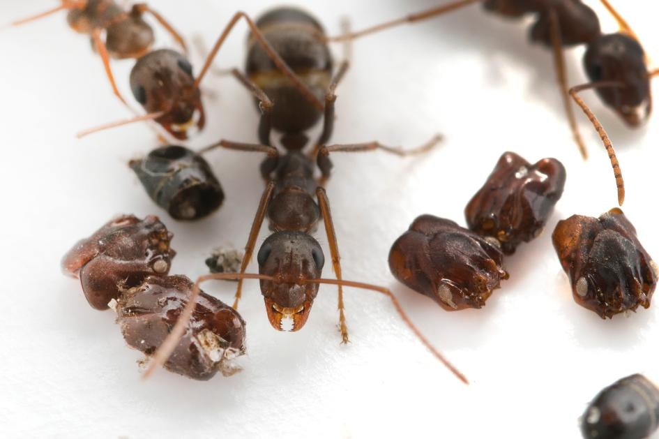 科學家至今仍不確定為什麼這種原生於佛羅里達的螞蟻（<i>Formica archboldi</i>）要蒐集敵人的頭顱。PHOTOGRAPH BY ADRIAN SMITH